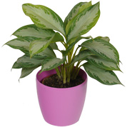 Aglaonema Silver Bay + Cachep Rosa